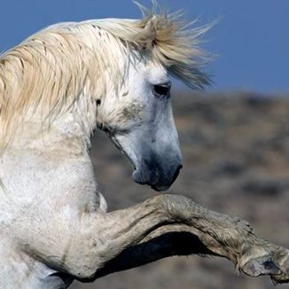 Meet your Posher, Tracy - Picture 1 of 1